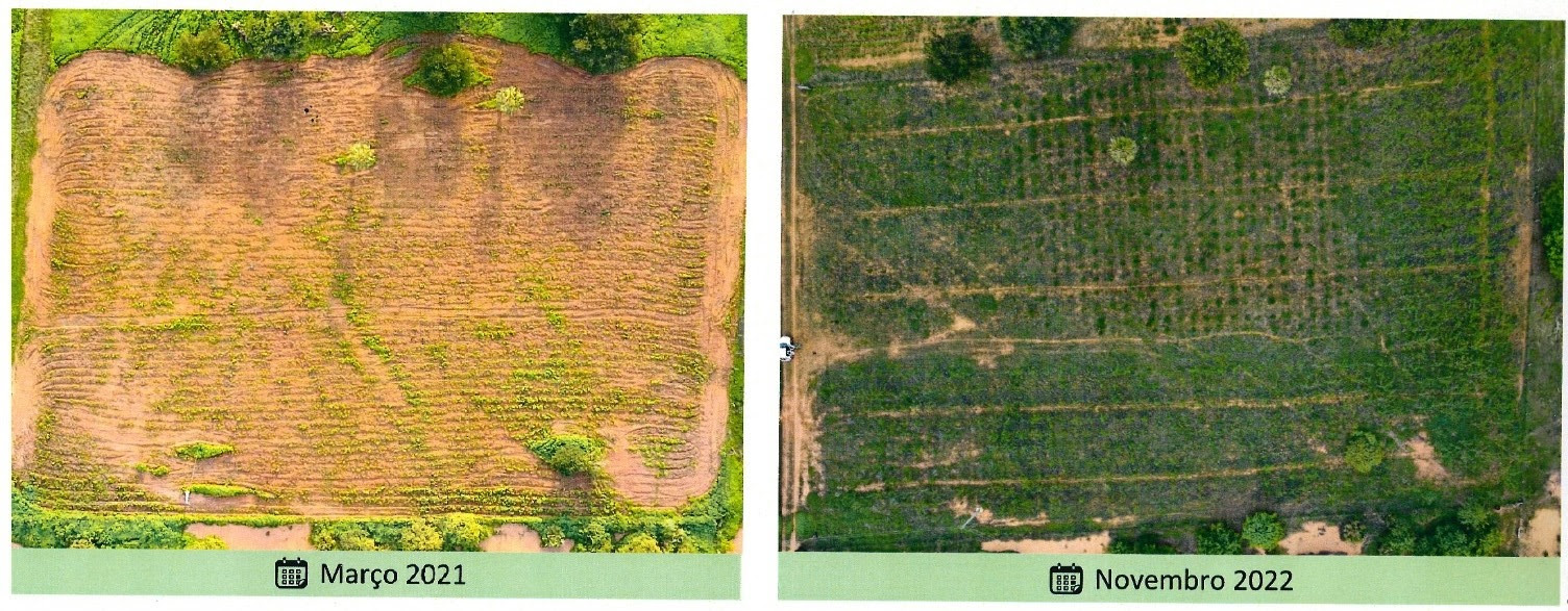 Foto do mesmo lugar, antes e depois do reflorestamento (Fotos: divulgação)
