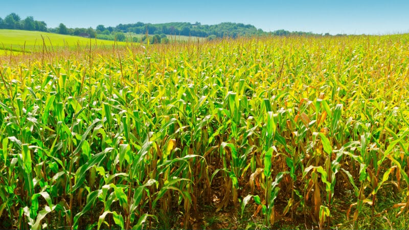 A medida atende produtores que tiveram perdas de renda por eventos climáticos ou econômicos (Fotos: divulgação)
