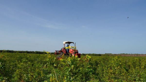 Parnaíba busca ampliar produção de jaborandi para indústria farmacêutica internacional